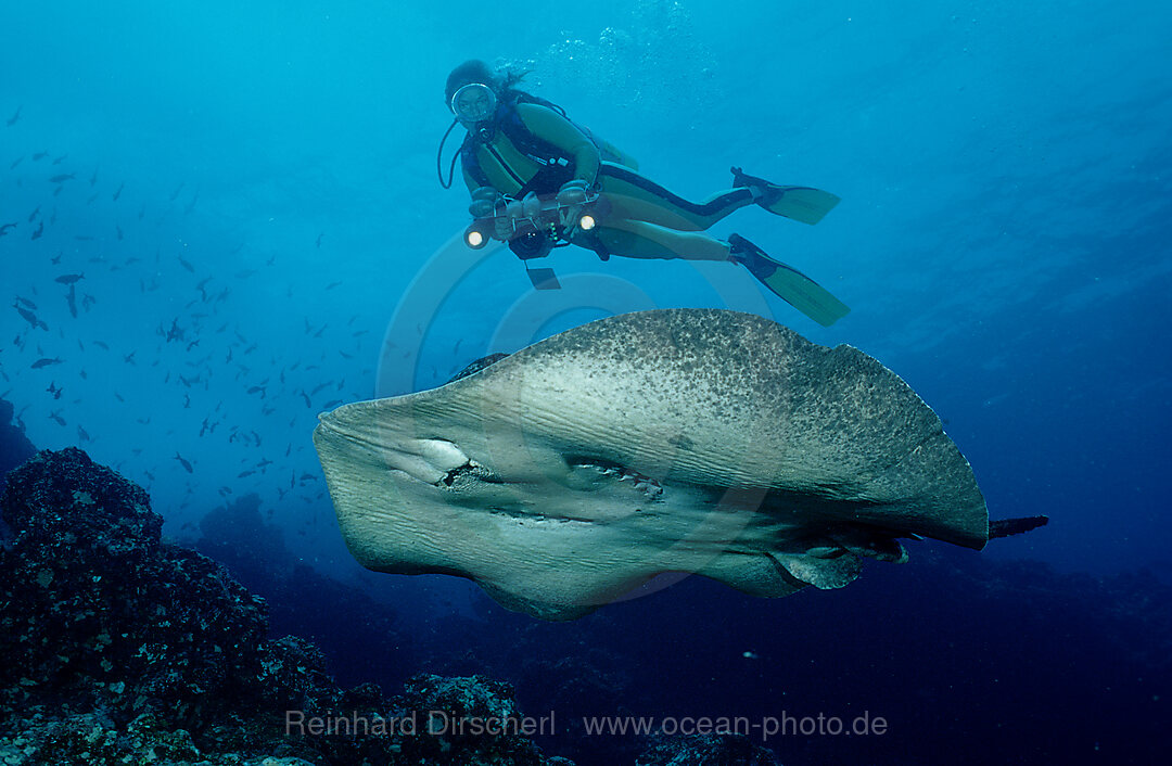 Schwarzfleck - Stachelrochen und Taucher, Taeniura meyeni, Pazifik, Cocos Island, Mittelamerika, Lateinamerika, Costa Rica