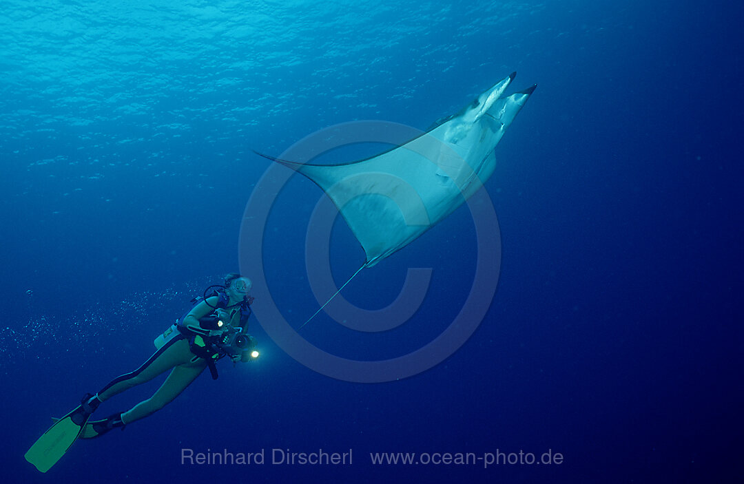 Taucher und Sichelflossen-Teufelsrochen, Mobula, Mobula tarapacana, Pazifik, Cocos Island, Mittelamerika, Lateinamerika, Costa Rica