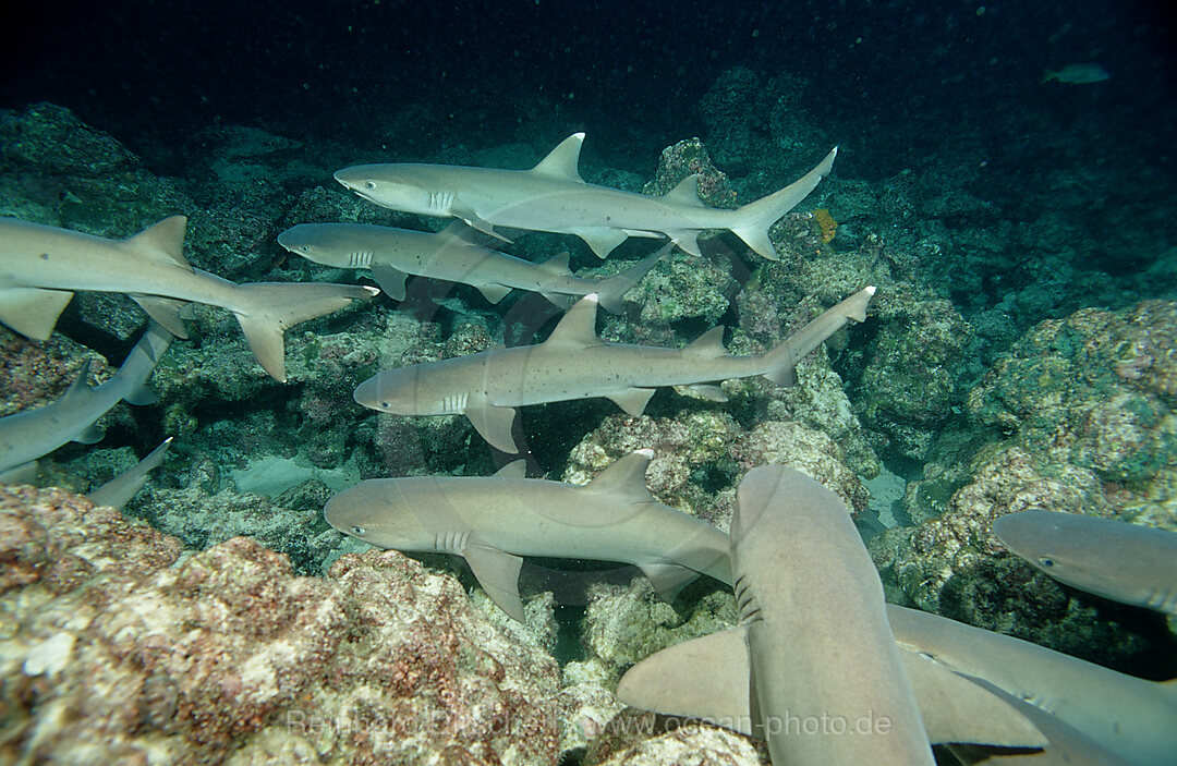 Weissspitzen-Riffhai, Riffhaie bei der Jagd, Triaenodon obesus, Pazifik, Cocos Island, Mittelamerika, Lateinamerika, Costa Rica