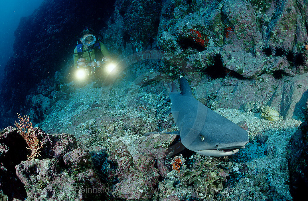 Weissspitzen-Riffhai und Taucher, Triaenodon obesus, Pazifik, Cocos Island, Mittelamerika, Lateinamerika, Costa Rica