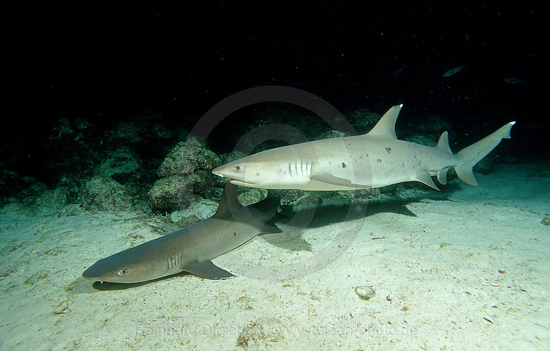 Weissspitzen-Riffhai, Riffhaie bei der Jagd, Triaenodon obesus, Pazifik, Cocos Island, Mittelamerika, Lateinamerika, Costa Rica