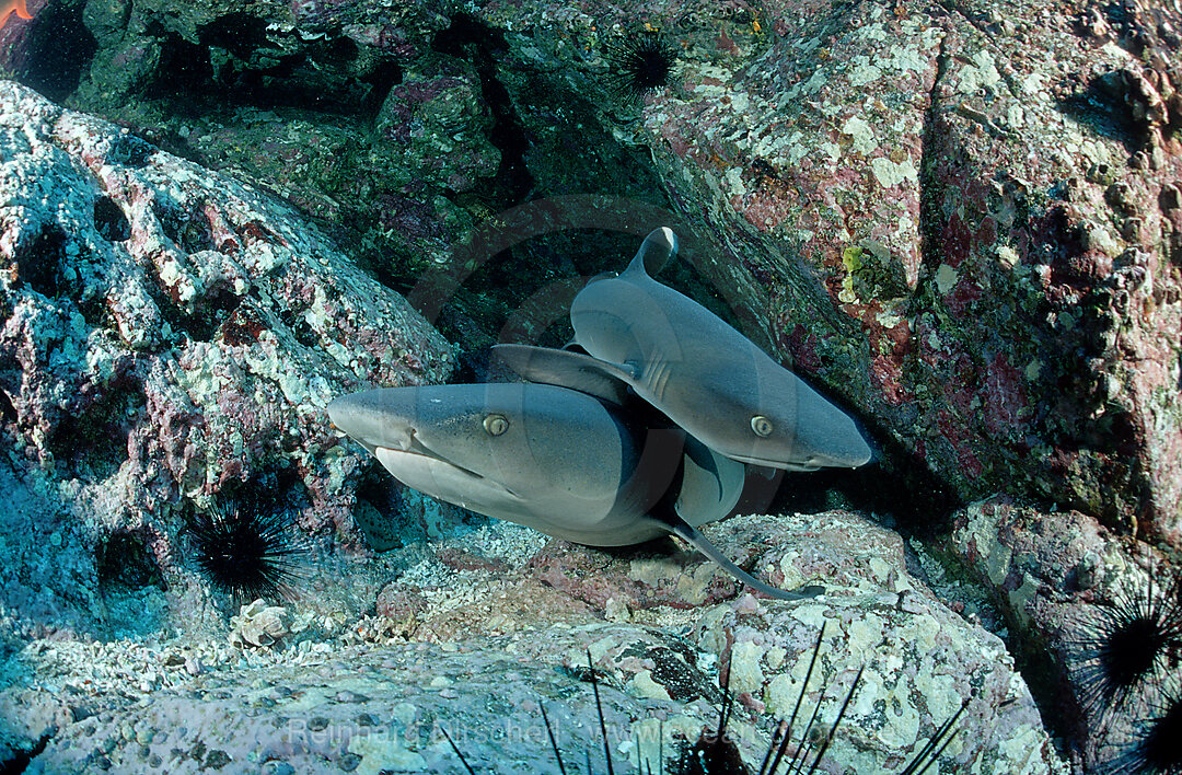 Two Whitetip reef sharks and scuba diver