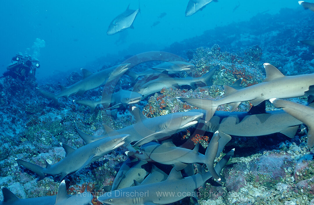 Weissspitzen-Riffhai, Riffhaie bei der Jagd, Triaenodon obesus, Pazifik, Cocos Island, Mittelamerika, Lateinamerika, Costa Rica