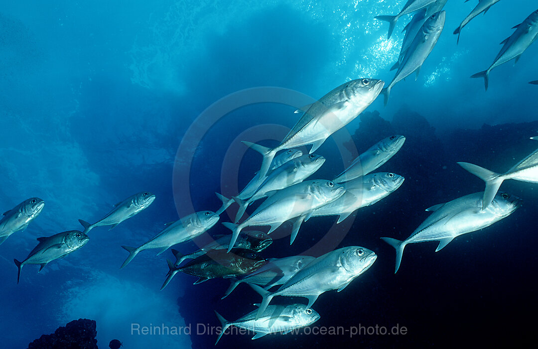 Bigeye trevally