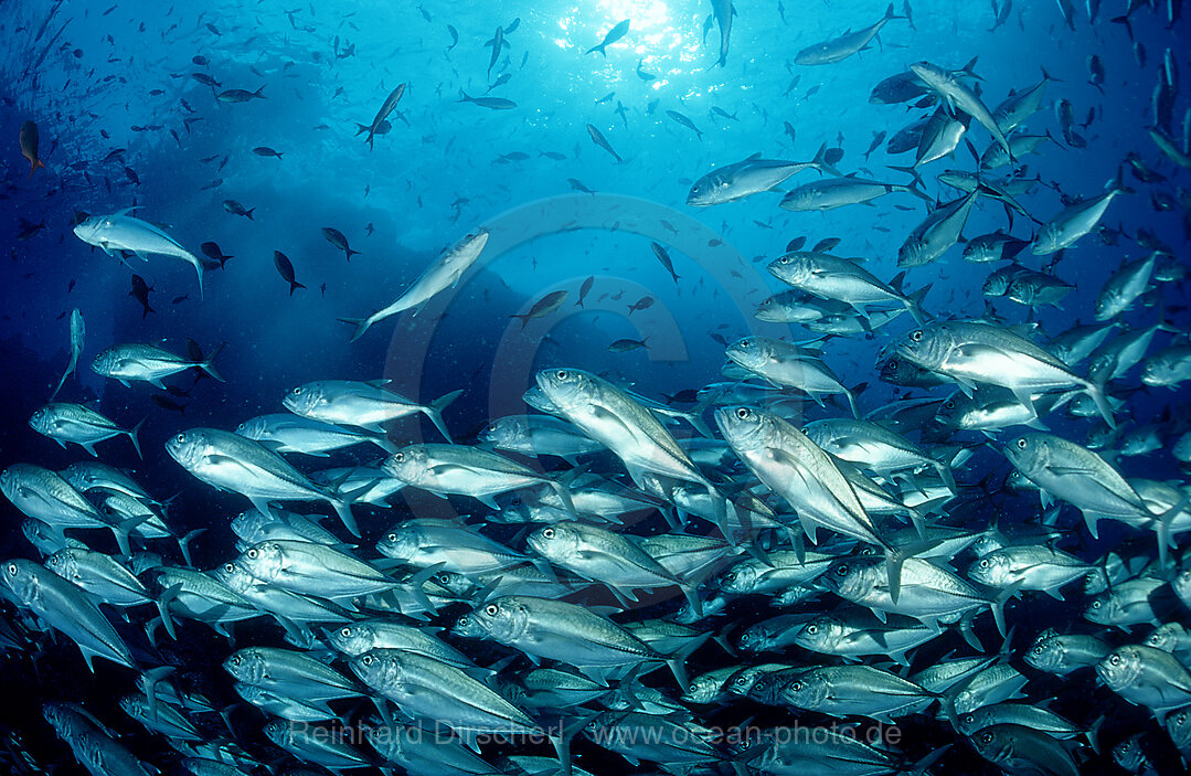 Bigeye trevally