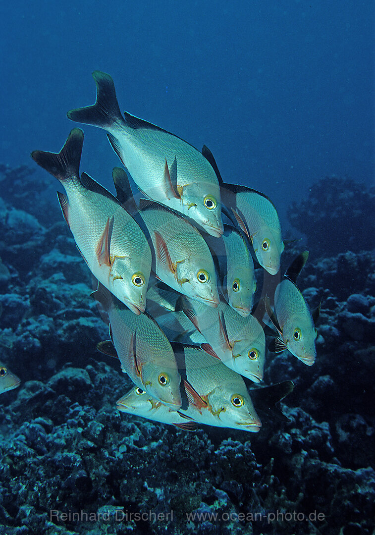 Humback snapper