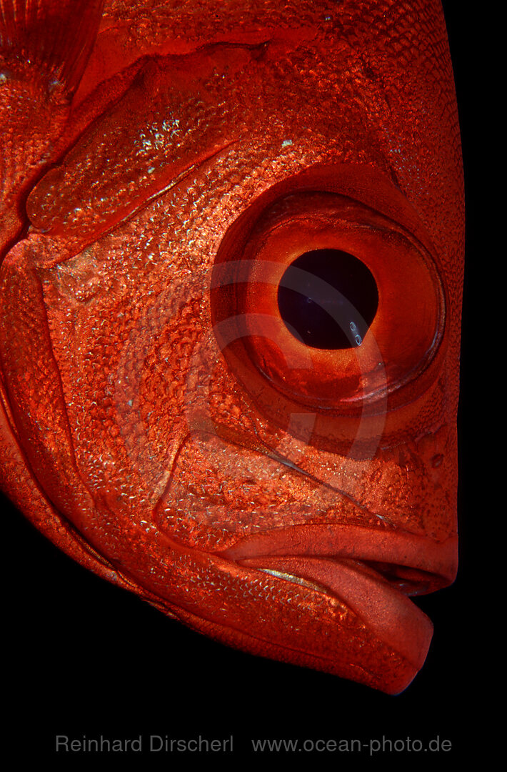 Crescent-tail bigeye
