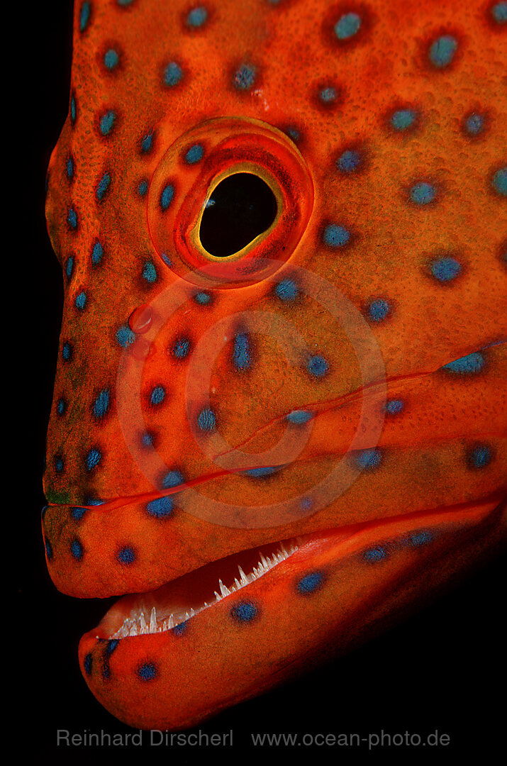 Coral grouper