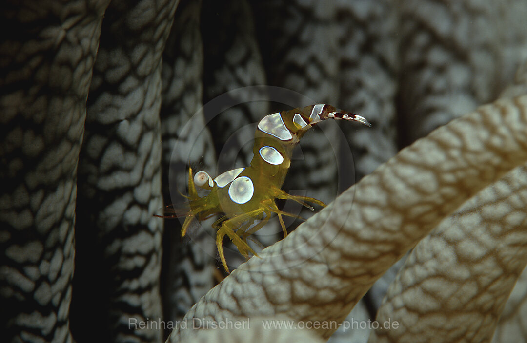 Amboin shrimp