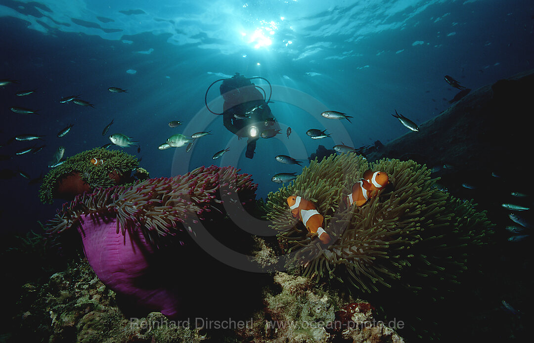 Clownfisch und Taucher, Amphiprion ocellaris, Suedchinesisches Meer, Malaysia, Insel Tioman