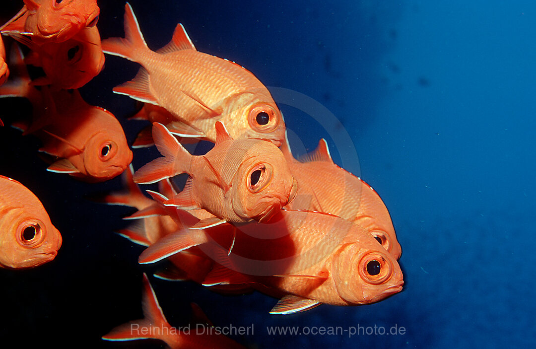 Blotcheye soldierfish