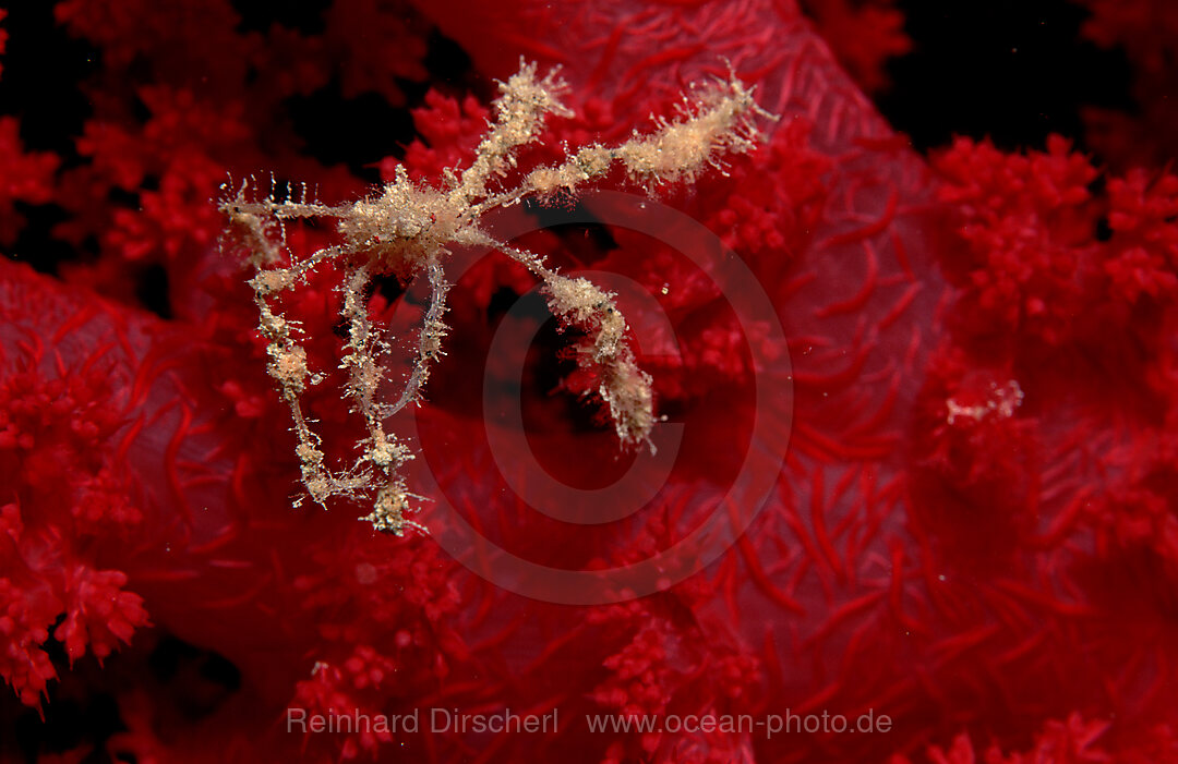 Spinnenkrabbe auf Weichkoralle