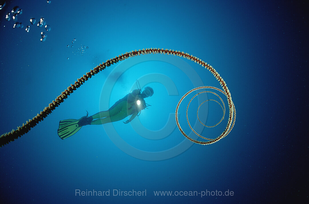 Spiral wire coral and scuba diver