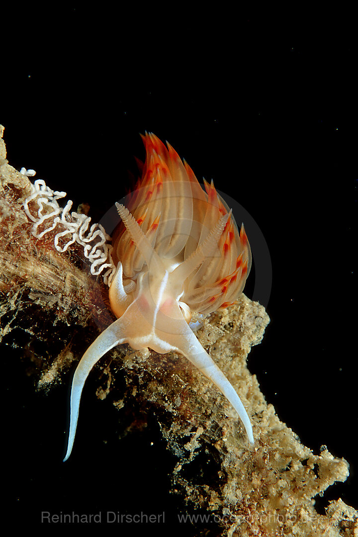 Grosse Orangerote Fadenschnecke, Godiva banyulensis, Istrien, Mittelmeer, Kroatien