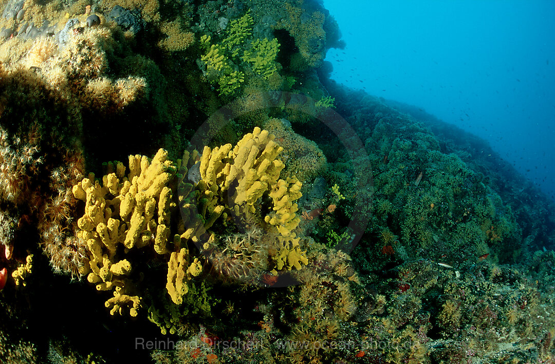 Reef with gold sponge