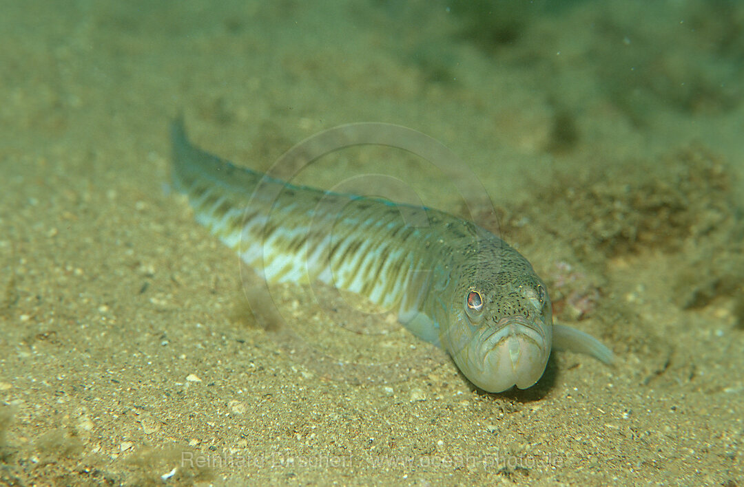 Greater weever, Weaver fish, Trachinus draco, Istria, Mediterranean Sea, Croatia