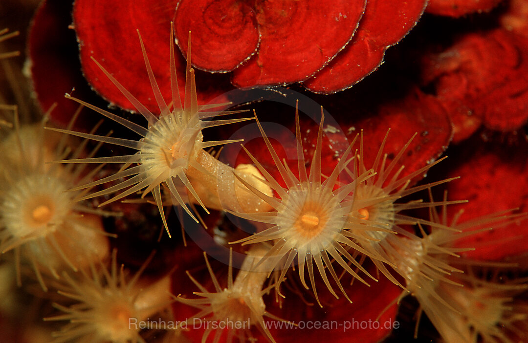 Sea anemone, Parazoanthus axinellae, Istria, Mediterranean Sea, Croatia