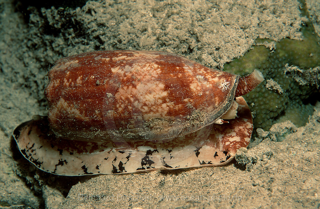 Landkarten-Kegelschnecke, Conus geographus, Pazifik, Papua Neu Guinea