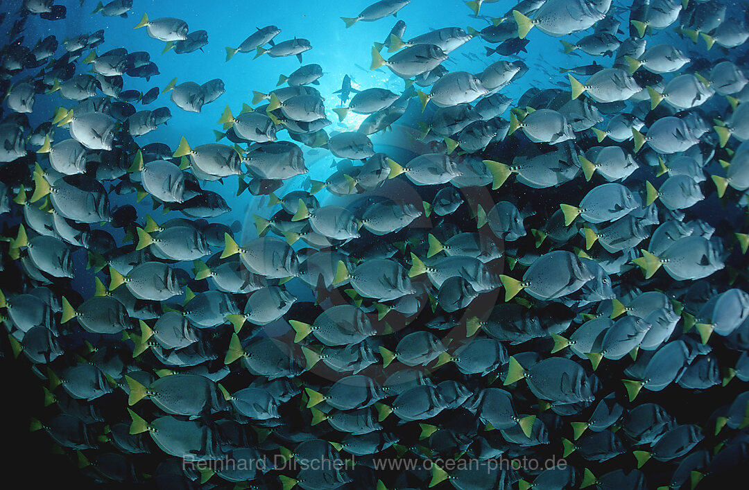 YELLOWTAILED SURGEONFISH