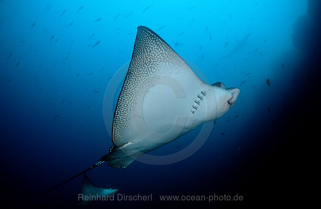 Adlerrochen, Aetobatus narinari, Galpagos, Galapagos, Pazifik, Ekuador, Ecuador, Sdamerika