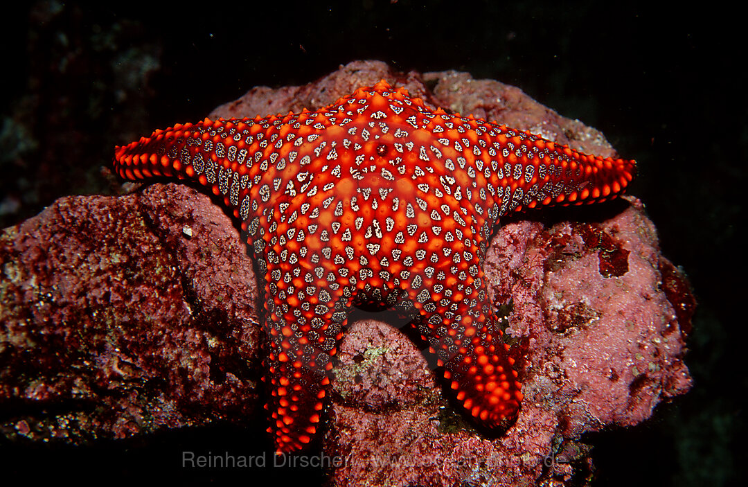 Seestern, PENTACERASTER CUMMUNGI, Galpagos, Galapagos, Pazifik, Ekuador, Ecuador, Sdamerika