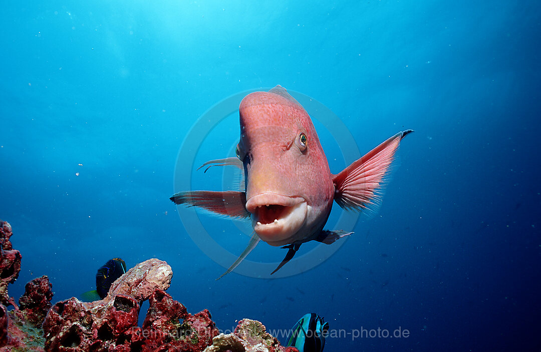 Harlekin - Lippfisch