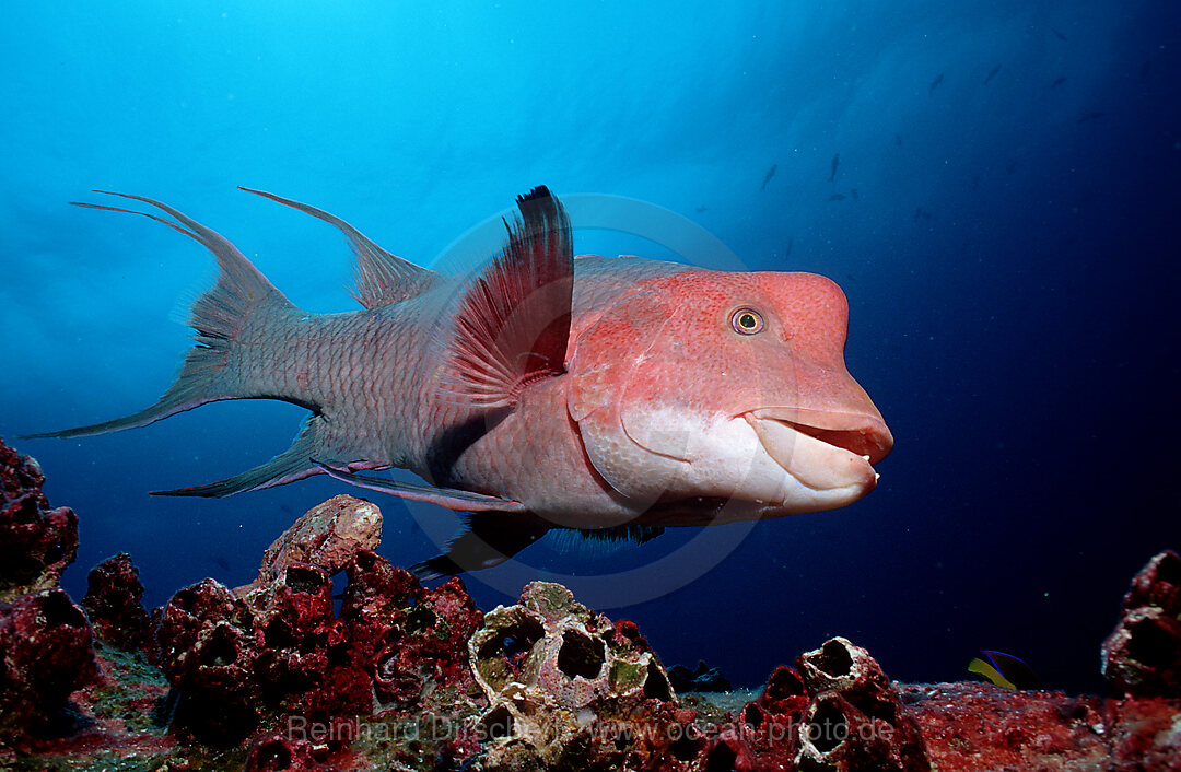 Harlekin - Lippfisch, Bodianus clancheri, Galpagos, Galapagos, Pazifik, Ekuador, Ecuador, Sdamerika