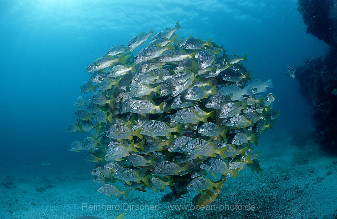 YELLOWTAIL GRUNTS