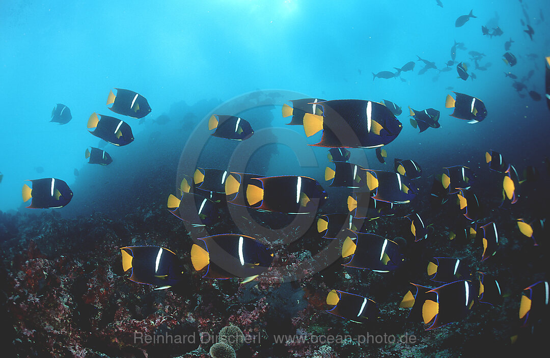 Galapagos-Kaiserfisch, Holocanthus passer, Galpagos, Galapagos, Pazifik, Ekuador, Ecuador, Sdamerika