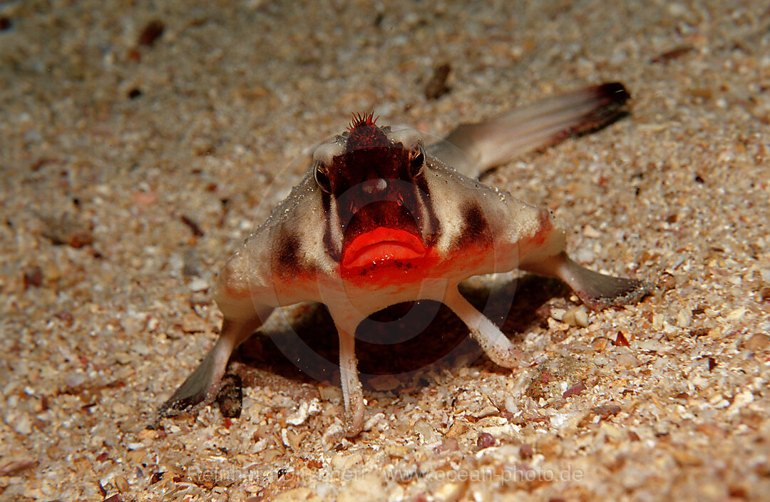 Rotlippen-Fledermausfisch, OGCOCEPHALUS DARWINI, Galpagos, Galapagos, Pazifik, Ekuador, Ecuador, Sdamerika