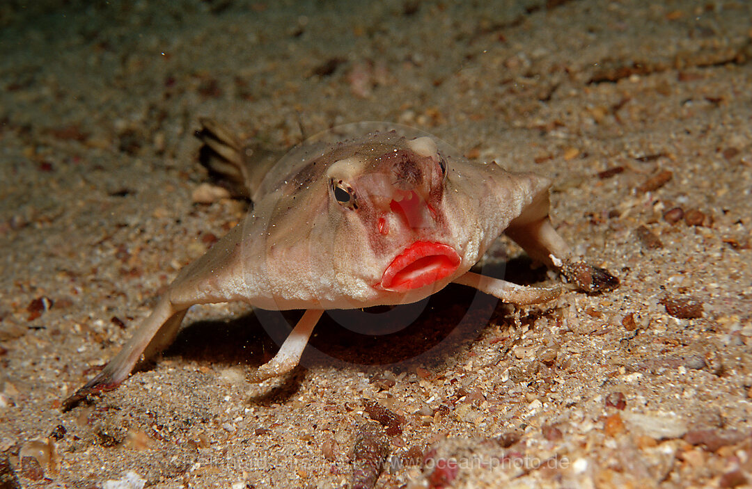 RED LIPPED BATFISH, OGCOCEPHALUS DARWINI, Galpagos, Galapagos, Island, Pacific Ocean, Ecuador, South America