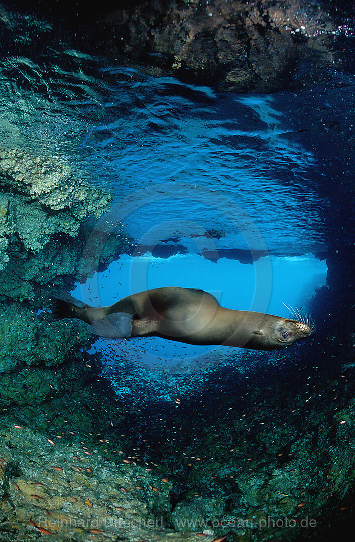 Galapagos-Seeloewe