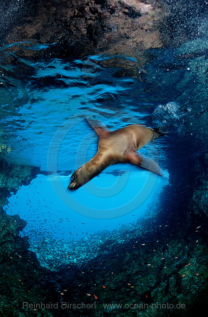 Galapagos Sea Lion