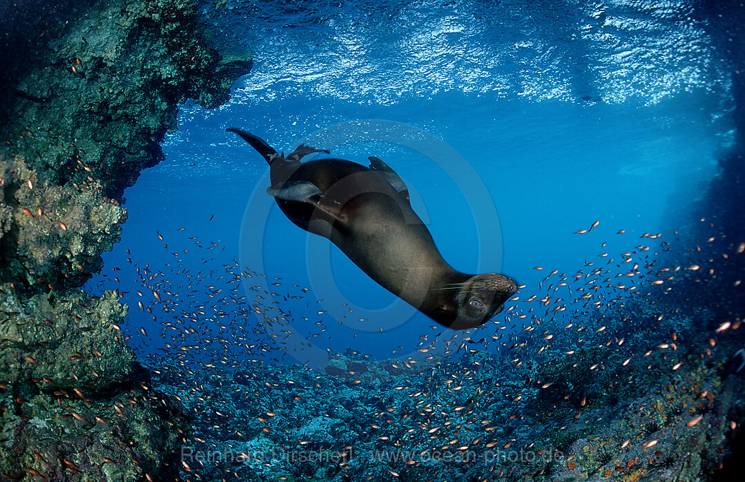 Galapagos-Seeloewe, Zalophus californianus wollebacki, Galpagos, Galapagos, Pazifik, Ekuador, Ecuador, Sdamerika