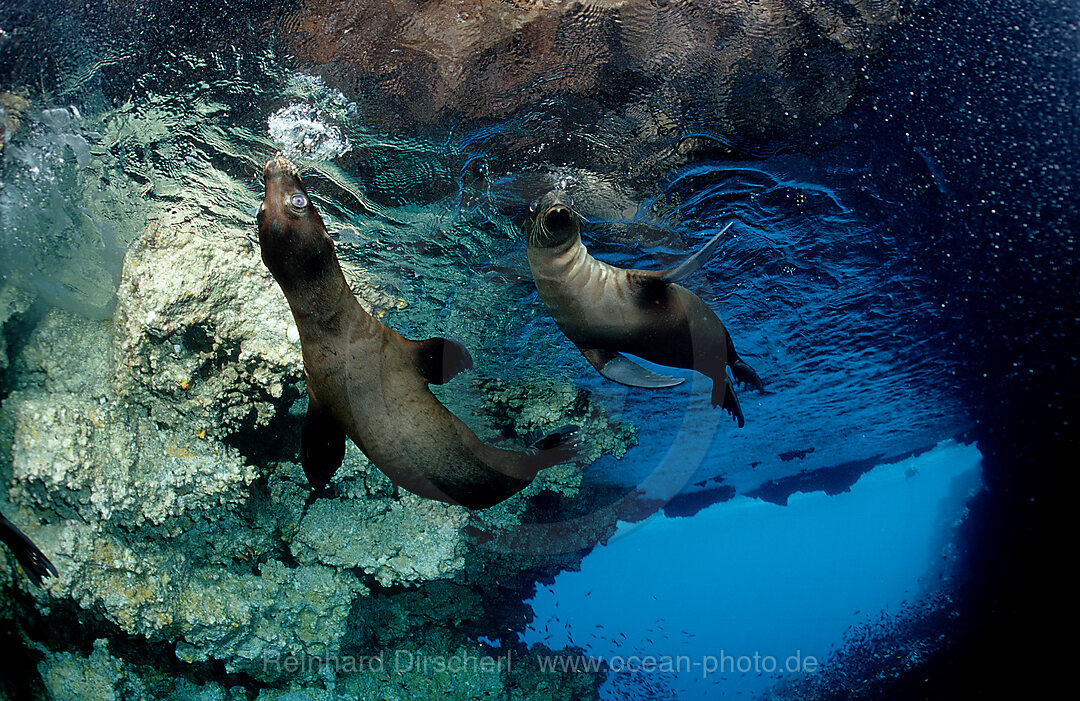 Galapagos-Seeloewe, Zalophus californianus wollebacki, Galpagos, Galapagos, Pazifik, Ekuador, Ecuador, Sdamerika