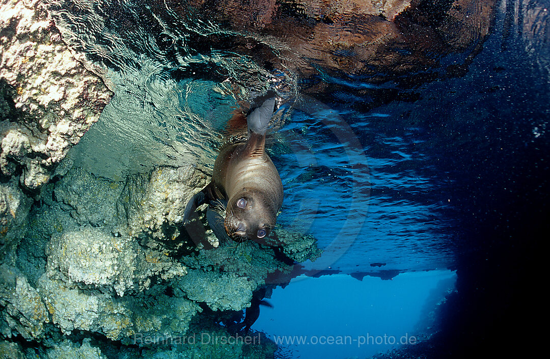 Galapagos-Seeloewe, Zalophus californianus wollebacki, Galpagos, Galapagos, Pazifik, Ekuador, Ecuador, Sdamerika