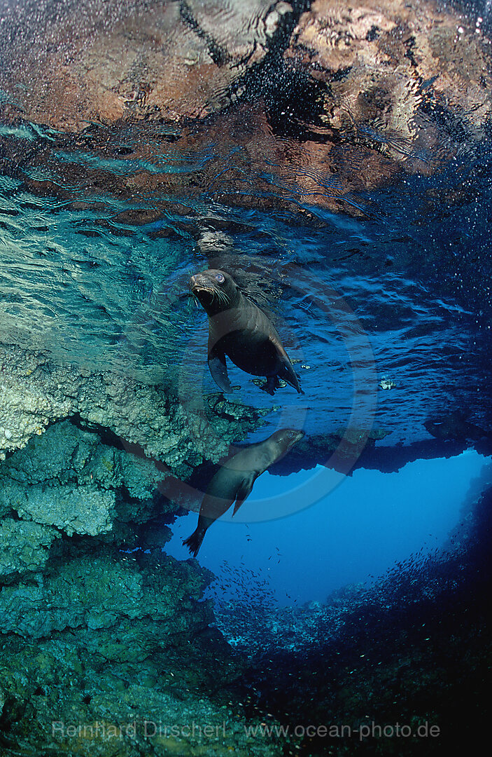 Galapagos-Seeloewe, Zalophus californianus wollebacki, Galpagos, Galapagos, Pazifik, Ekuador, Ecuador, Sdamerika