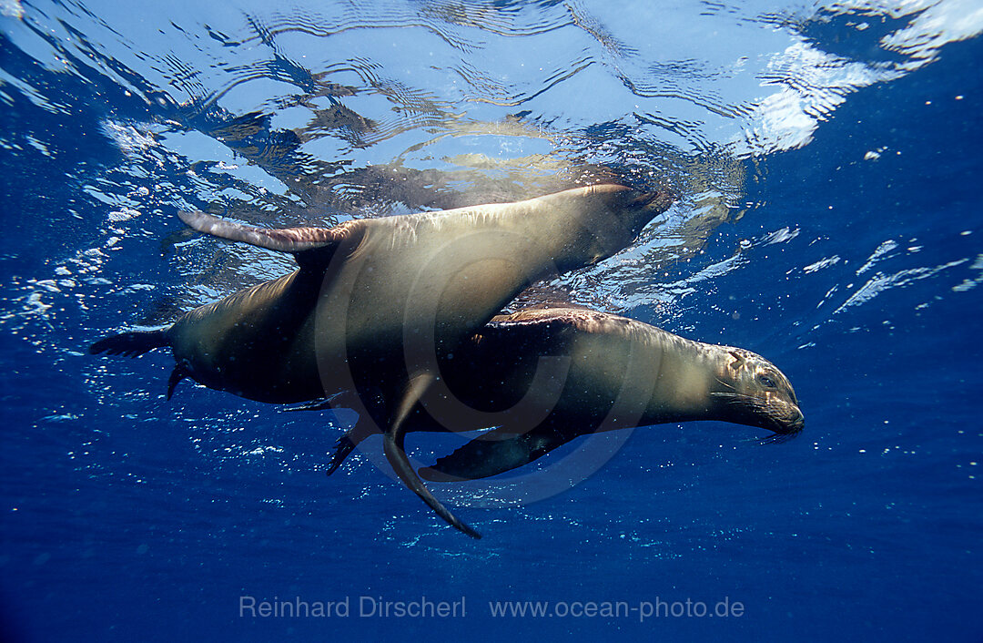 Galapagos Sea Lion, Zalophus californianus wollebacki, Galpagos, Galapagos, Island, Pacific Ocean, Ecuador, South America