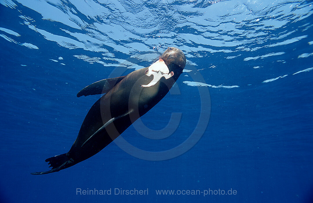 Galapagos Sea Lion