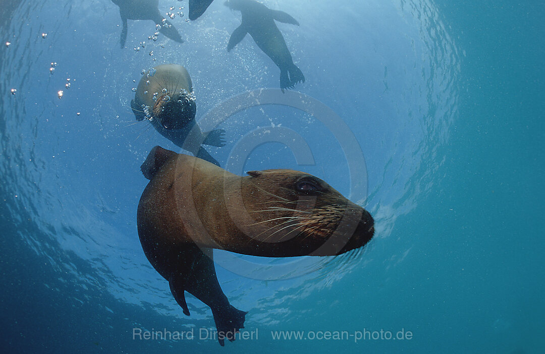 Galapagos-Seeloewe, Zalophus californianus wollebacki, Galpagos, Galapagos, Pazifik, Ekuador, Ecuador, Sdamerika