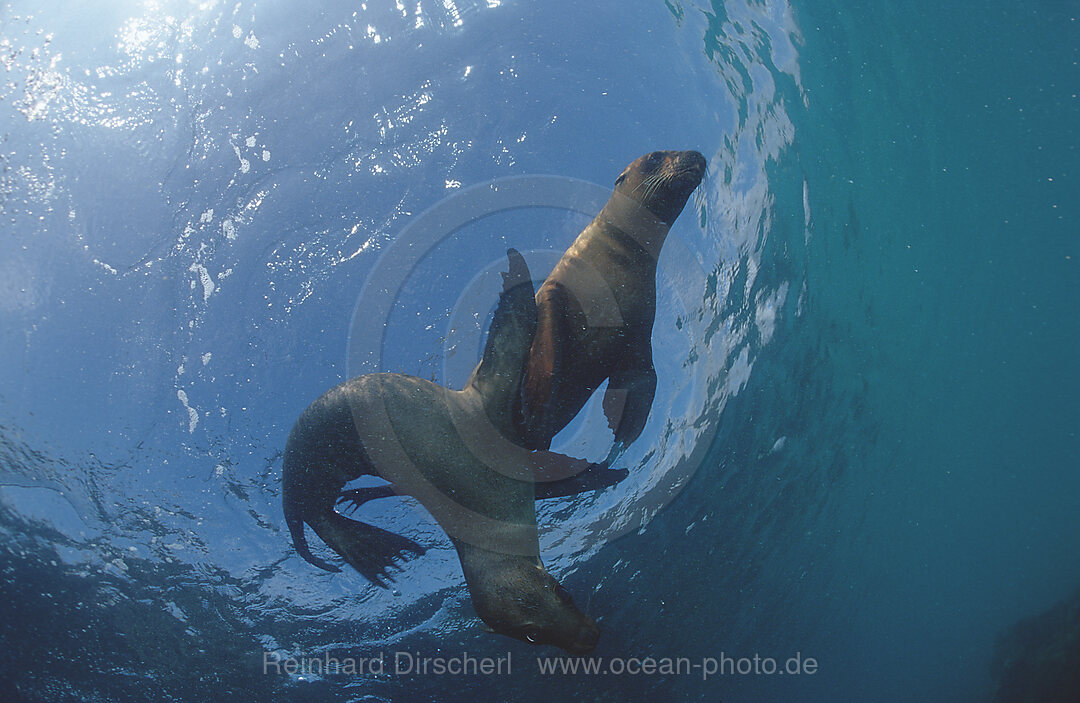 Galapagos-Seeloewe, Zalophus californianus wollebacki, Galpagos, Galapagos, Pazifik, Ekuador, Ecuador, Sdamerika