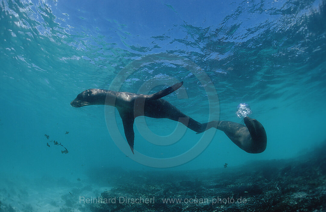 Galapagos Sea Lion