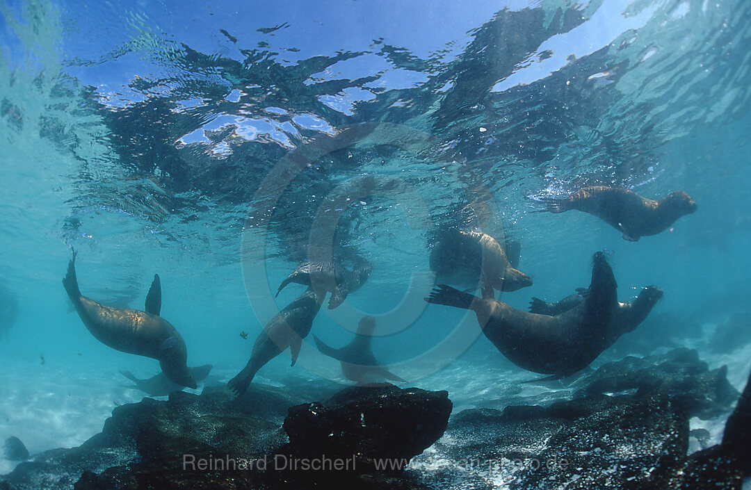 Galapagos-Seeloewe, Zalophus californianus wollebacki, Galpagos, Galapagos, Pazifik, Ekuador, Ecuador, Sdamerika