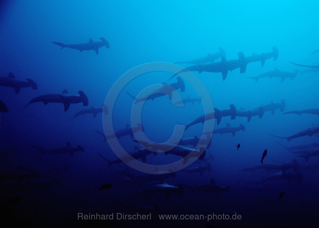 SCALLOPED HAMMERHEAD SHARKS, SPHYRNA LEWINI, Galpagos, Galapagos, Island, Pacific Ocean, Ecuador, South America