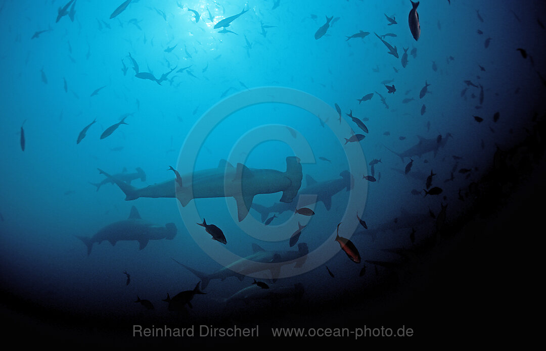 SCALLOPED HAMMERHEAD SHARKS