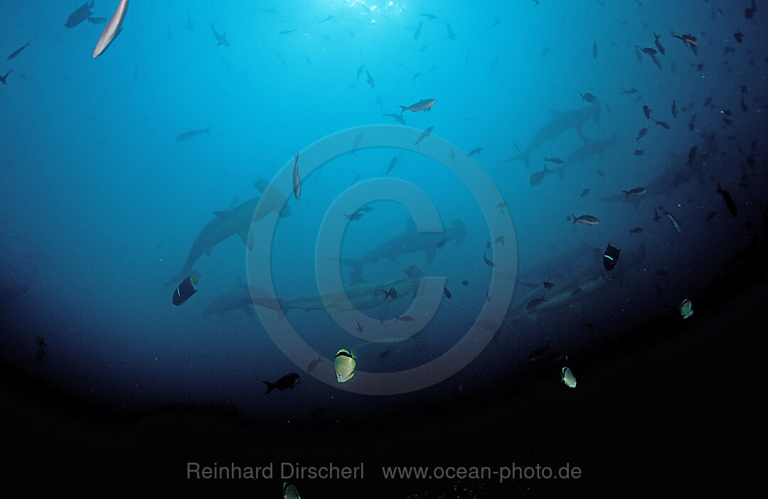 SCALLOPED HAMMERHEAD SHARKS, SPHYRNA LEWINI, Galpagos, Galapagos, Island, Pacific Ocean, Ecuador, South America