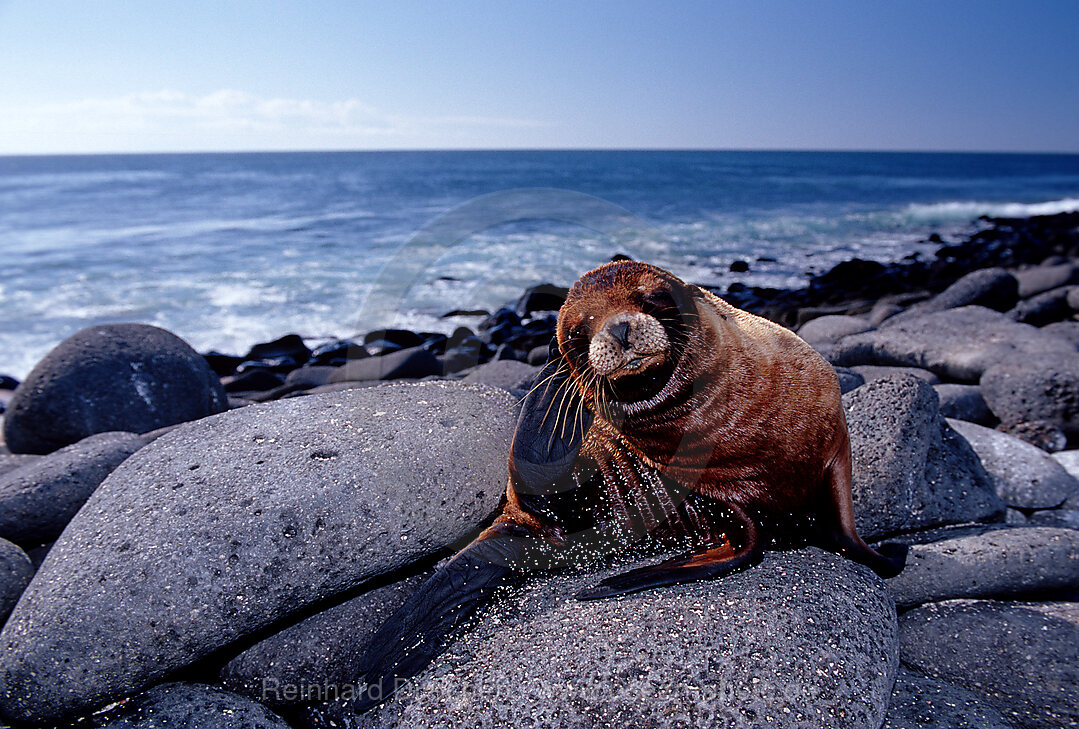 Galapagos-Seeloewe, Zalophus wollebaeki, Galpagos, Galapagos, Pazifik, Ekuador, Ecuador, Sdamerika