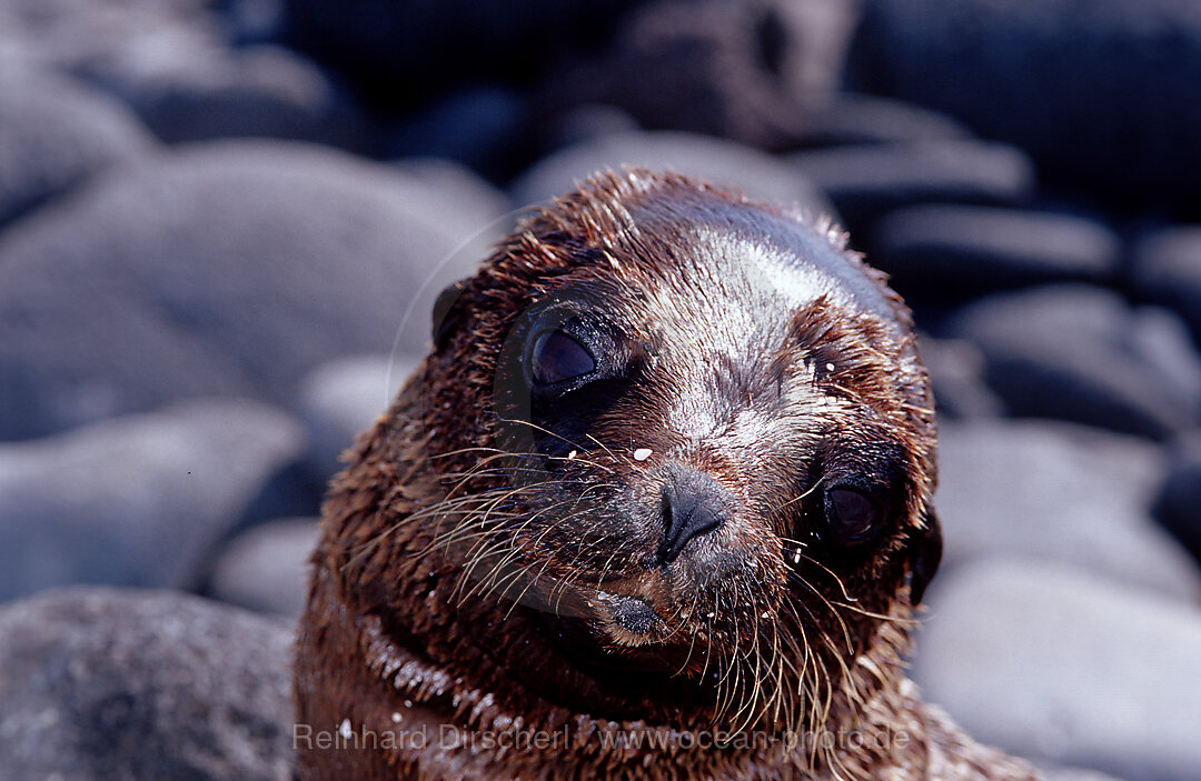 Galapagos-Seeloewe, Zalophus wollebaeki, Galpagos, Galapagos, Pazifik, Ekuador, Ecuador, Sdamerika