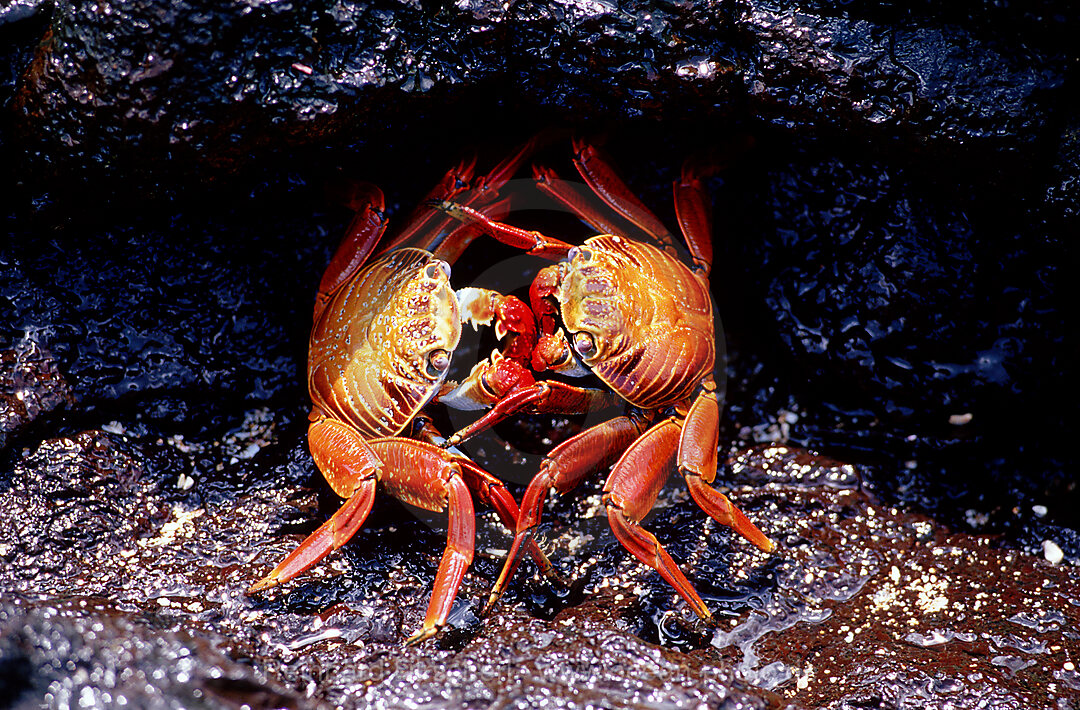 Rote Klippenkrabbe