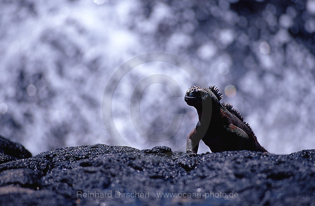 Galapagos - Meerechse, Amblyrhynchus cristatus, Galpagos, Galapagos, Pazifik, Ekuador, Ecuador, Sdamerika